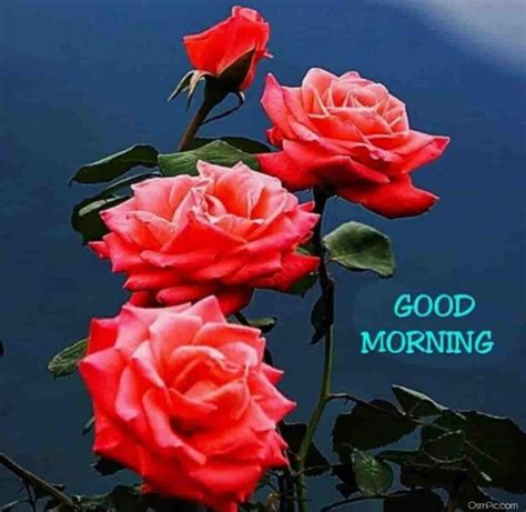 images of good morning with roses|good morning images with rose flowers.